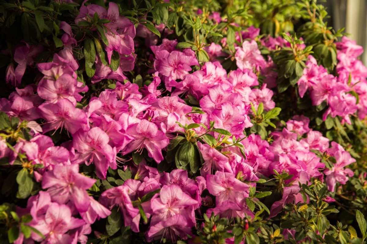 pink flowers at a botanical garden